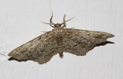 Hypagyrtis piniata