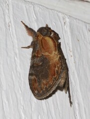 Notodonta scitipennis