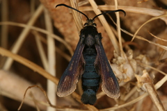 Bembecia dispar