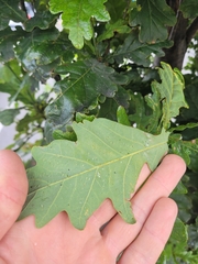 Quercus robur