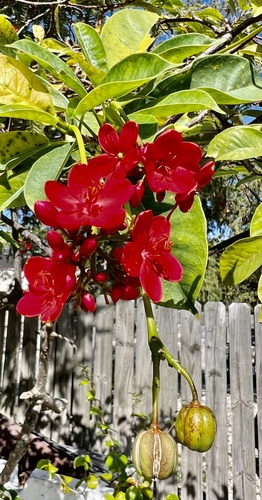 Jatropha integerrima