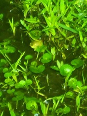 Dendropsophus columbianus