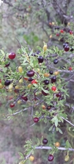 Condalia microphylla