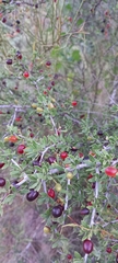Condalia microphylla