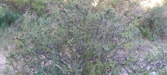Condalia microphylla