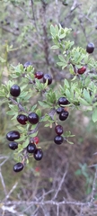 Condalia microphylla