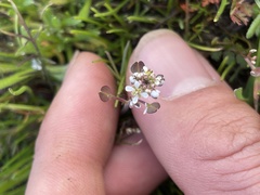 Lepidium nitidum