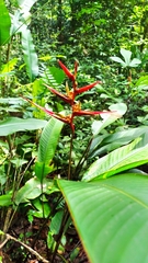 Heliconia acuminata