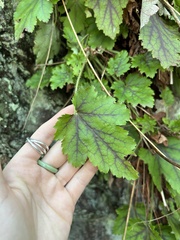 Heuchera micrantha