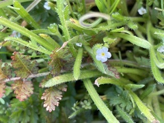 Plagiobothrys collinus