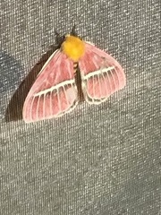 Pseudodirphia menander