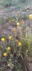 Centaurea solstitialis