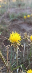 Centaurea solstitialis