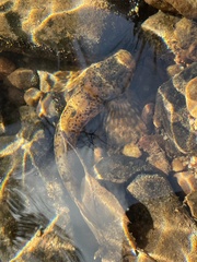 Cottus bairdii
