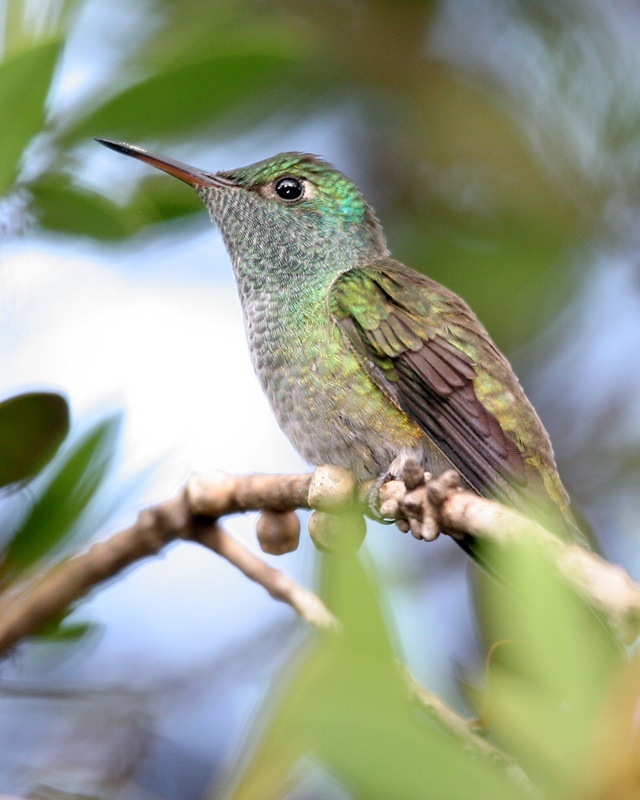 Versicolored Emerald