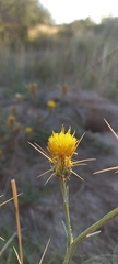 Centaurea solstitialis