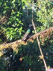 Boissonneaua jardini