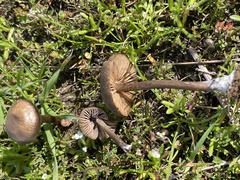 Entoloma sericeum