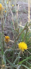 Centaurea solstitialis