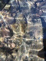 Cottus bairdii