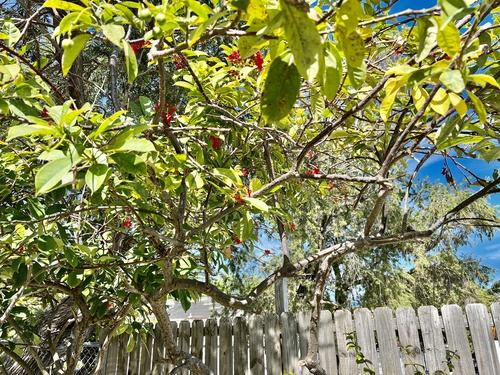 Jatropha integerrima