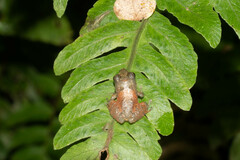 Pristimantis parvillus