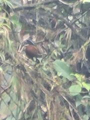 Oreothraupis arremonops