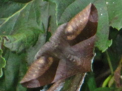 Bastilla maturata