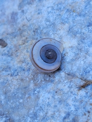 Sonorelix borregoensis