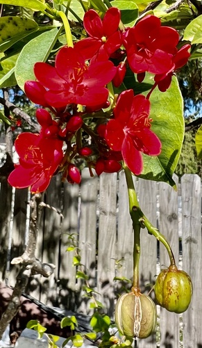 Jatropha integerrima
