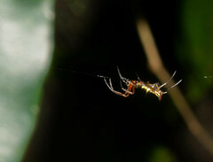 Micrathena