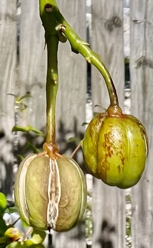 Jatropha integerrima