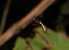 Micrathena