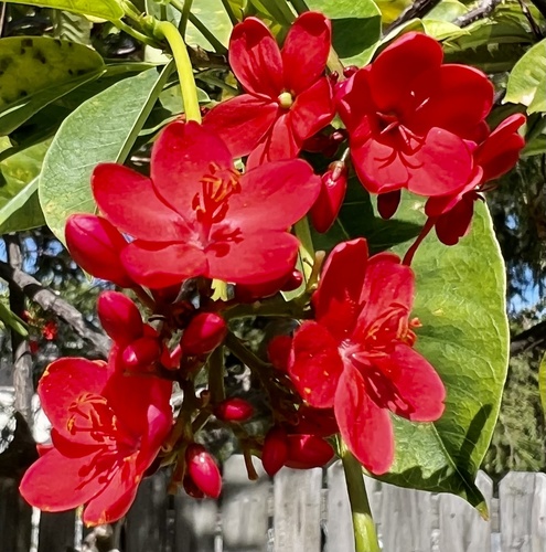 Jatropha integerrima