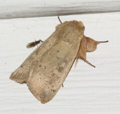 Leucania pseudargyria