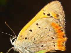 Lycaena phlaeas