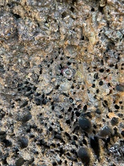 Anthopleura