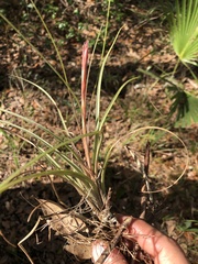 Tillandsia simulata
