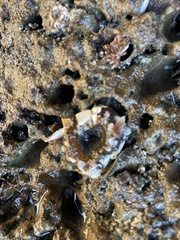 Anthopleura