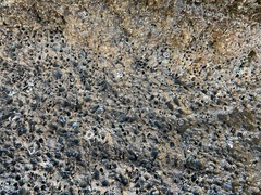 Anthopleura