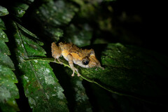 Pristimantis luteolateralis