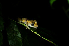 Pristimantis luteolateralis