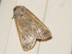 Caradrina clavipalpis