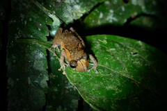 Pristimantis luteolateralis