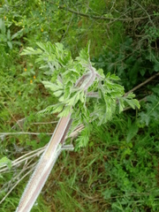 Daucus carota subsp. maximus image