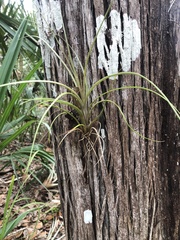 Tillandsia simulata
