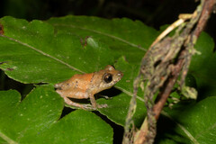 Pristimantis parvillus