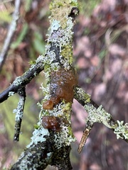 Myxarium nucleatum
