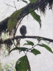 Glaucidium nubicola