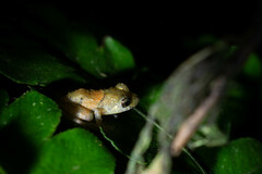 Pristimantis parvillus